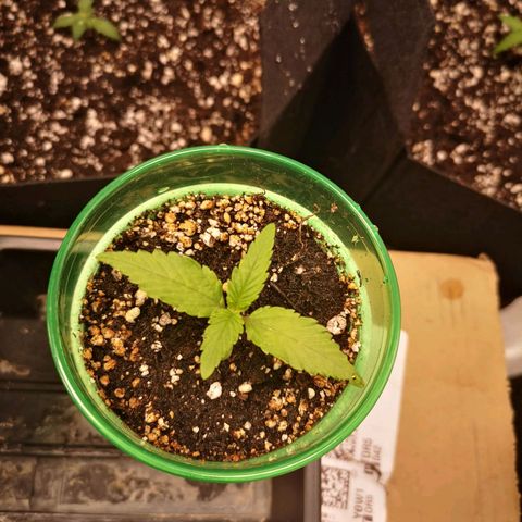 Blueberry cookies 2nd grow 2 growlog timeline photo