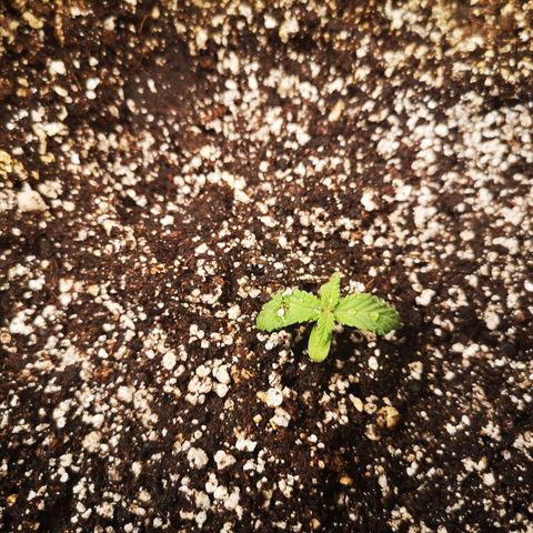 Cdlc growlog timeline photo