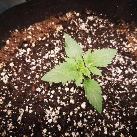 Cdlc 1/2 & 1/2 growlog timeline photo