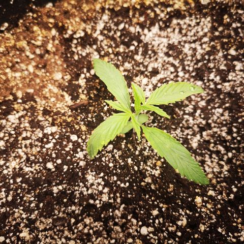 Forgotten cookies growlog timeline photo
