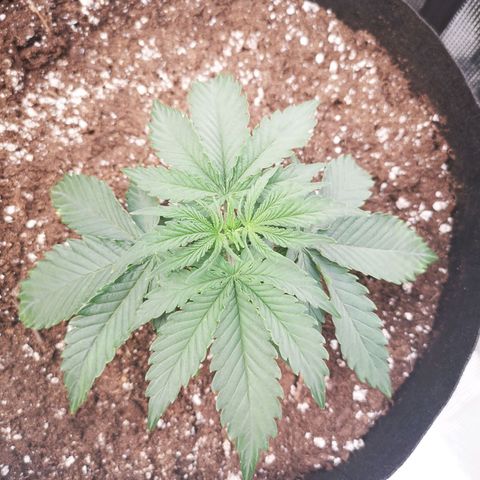 Grape Diamonds growlog timeline photo