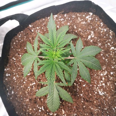 Grape Diamonds 2 growlog timeline photo