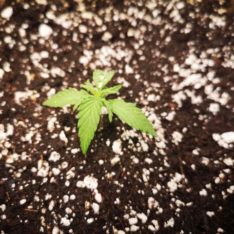 Hubbabubba haze growlog timeline photo