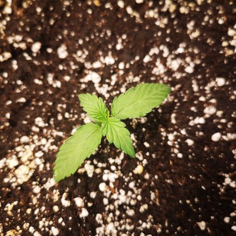 Mango smile growlog timeline photo