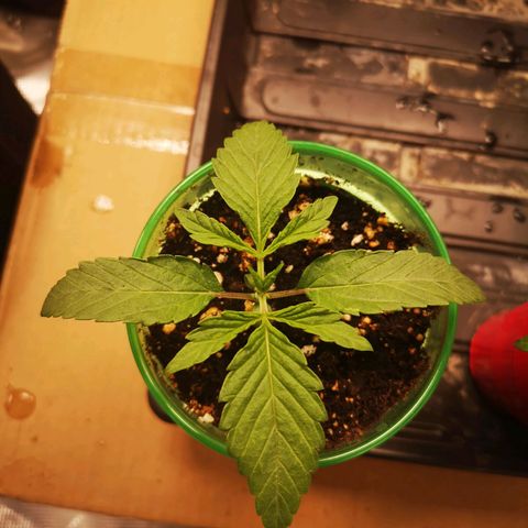 Orange cookie chem 2nd grow growlog timeline photo