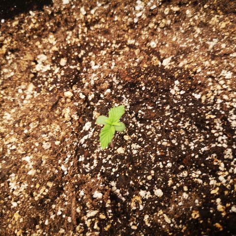 Ripleys og growlog timeline photo