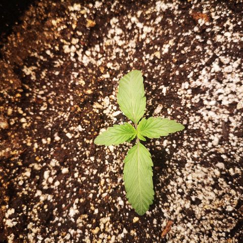 Sour crinkle growlog timeline photo