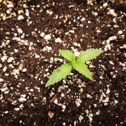 strawberry stomper growlog timeline photo