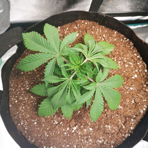 wedding cake growlog timeline photo