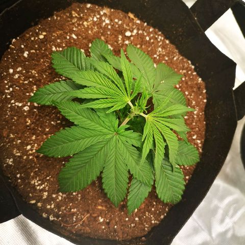 wedding cake 2 growlog timeline photo