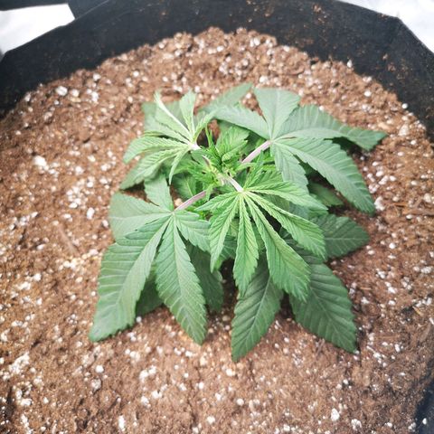 Wedding cake 3 growlog timeline photo