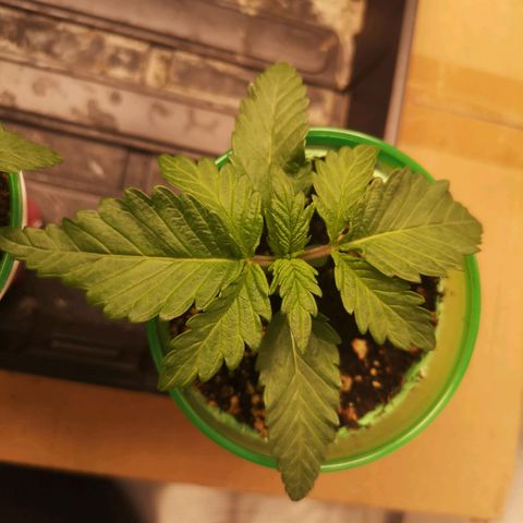 Blueberry cookies 2nd grow growlog timeline photo