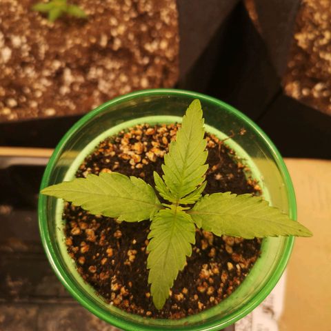 Blueberry cookies 2nd grow 2 growlog timeline photo