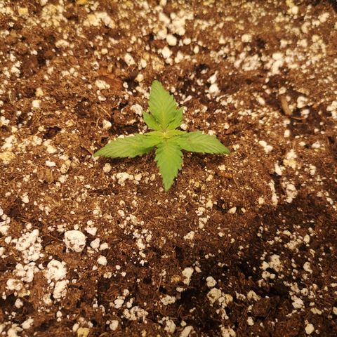 Cdlc growlog timeline photo