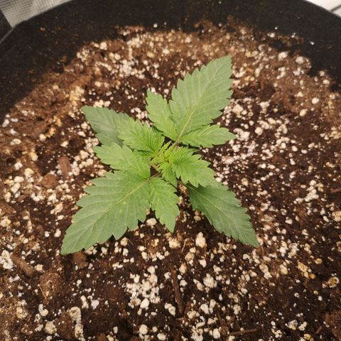 Cdlc 1/2 & 1/2 growlog timeline photo