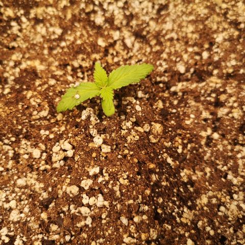 Cdlc myco growlog timeline photo