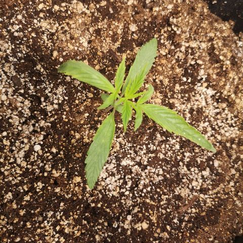 Forgotten cookies growlog timeline photo