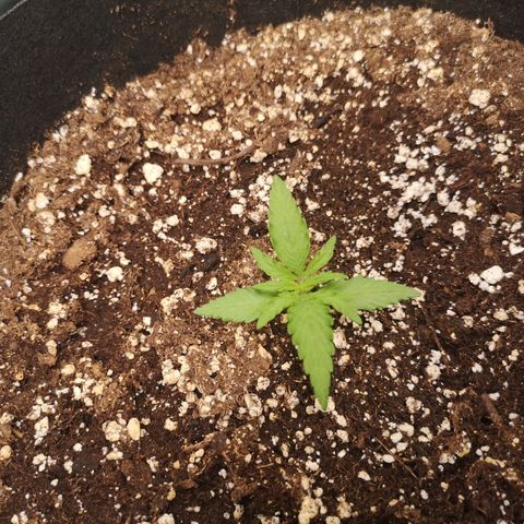 Hubbabubba haze growlog timeline photo