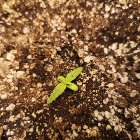 Hubbabubba haze myco growlog timeline photo