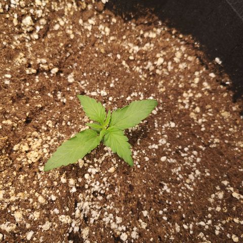 Mango smile growlog timeline photo