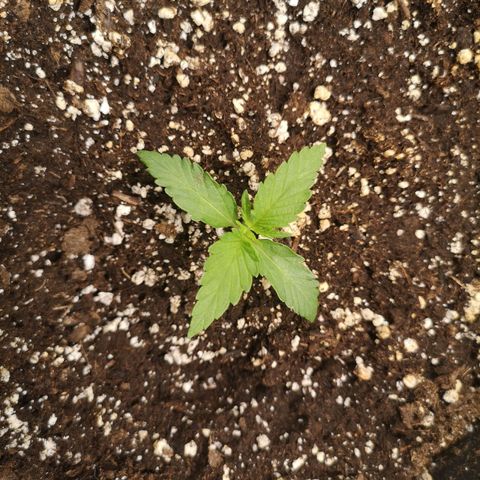 strawberry stomper growlog timeline photo