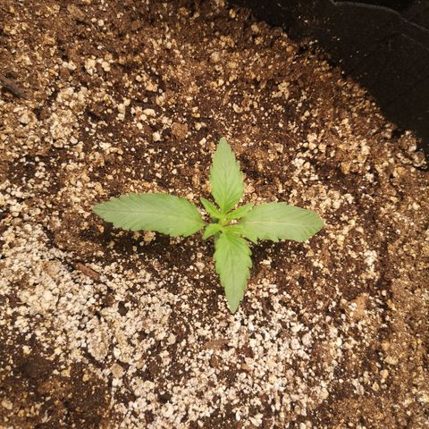 Sour crinkle growlog timeline photo
