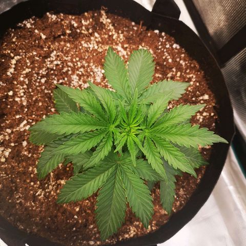 Grape Diamonds growlog timeline photo