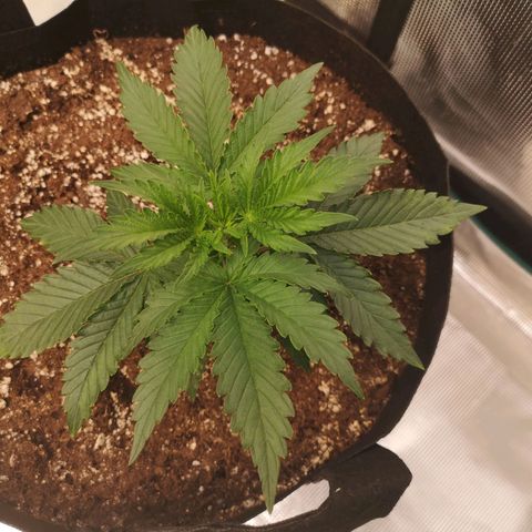 Grape Diamonds growlog timeline photo