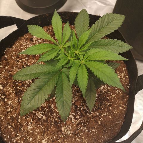 Wedding cake 3 growlog timeline photo