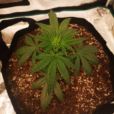 Grape Diamonds 2 growlog timeline photo