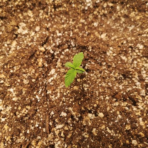 Ripleys og growlog timeline photo