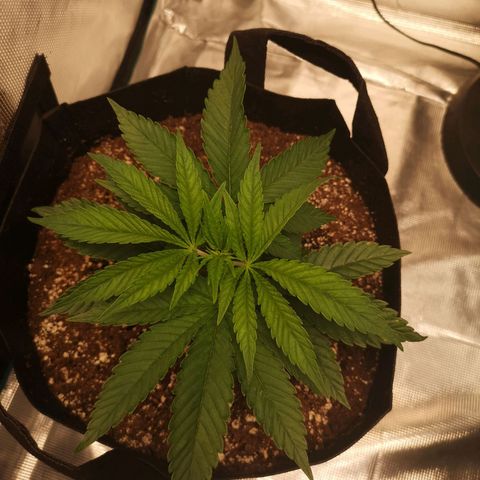 wedding cake 2 growlog timeline photo