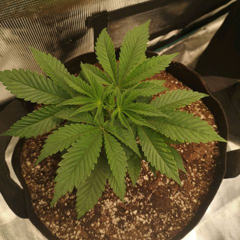 wedding cake growlog timeline photo