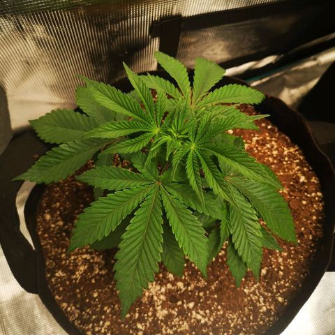 wedding cake growlog timeline photo