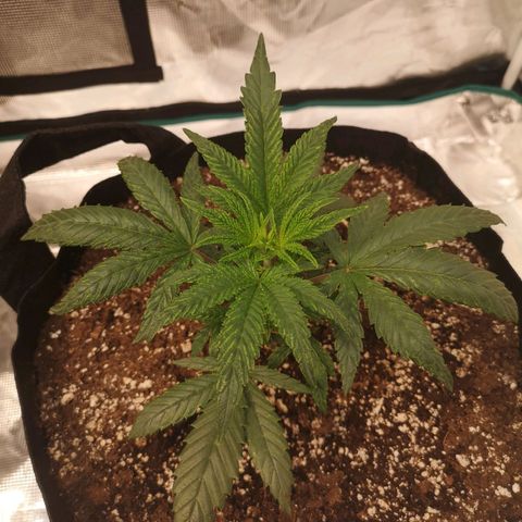 Grape Diamonds 2 growlog timeline photo