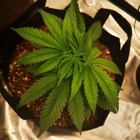 wedding cake 2 growlog timeline photo