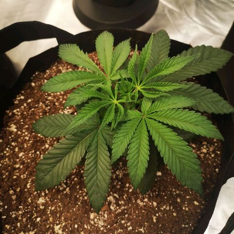 Wedding cake 3 growlog timeline photo
