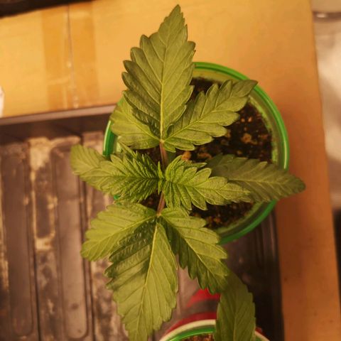 Blueberry cookies 2nd grow growlog timeline photo