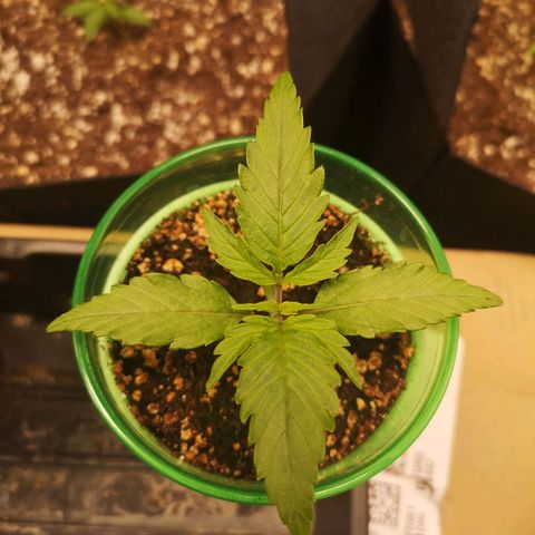 Blueberry cookies 2nd grow 2 growlog timeline photo