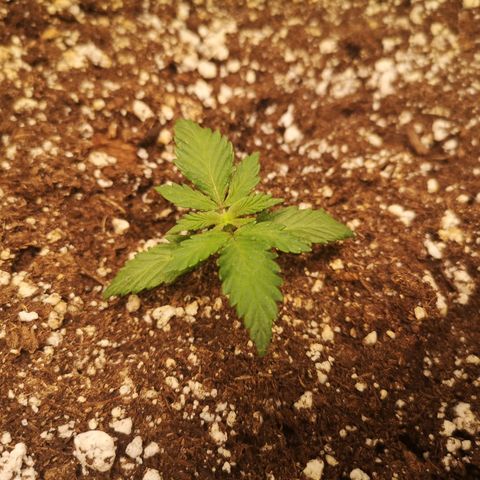 Cdlc growlog timeline photo