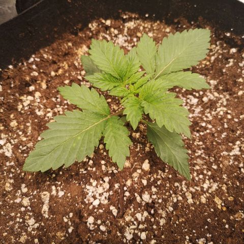 Cdlc 1/2 & 1/2 growlog timeline photo