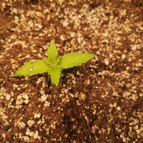 Cdlc myco growlog timeline photo