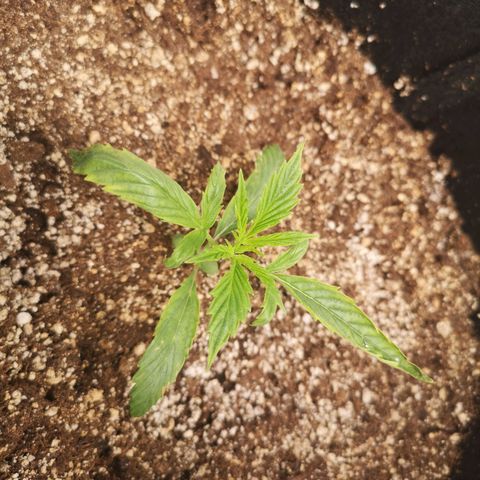 Forgotten cookies growlog timeline photo