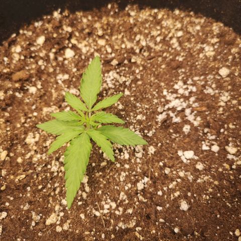 Hubbabubba haze growlog timeline photo