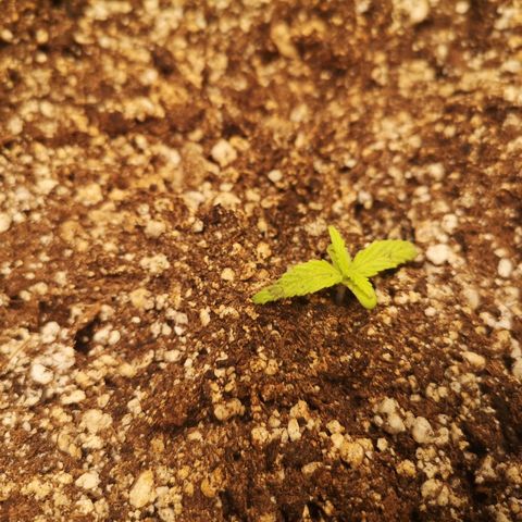 Hubbabubba haze myco growlog timeline photo