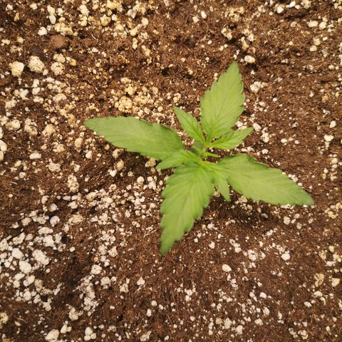 Mango smile growlog timeline photo