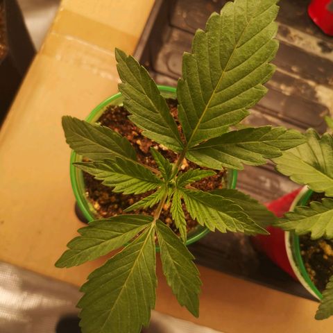 Orange cookie chem 2nd grow growlog timeline photo