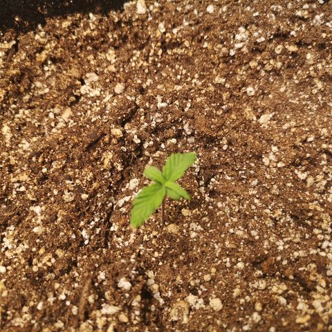 Ripleys og growlog timeline photo