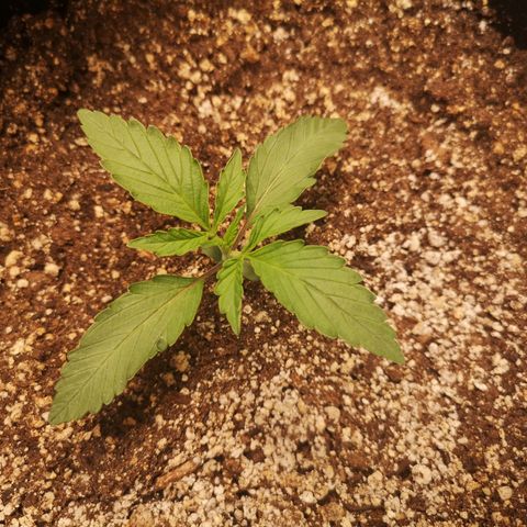 Sour crinkle growlog timeline photo