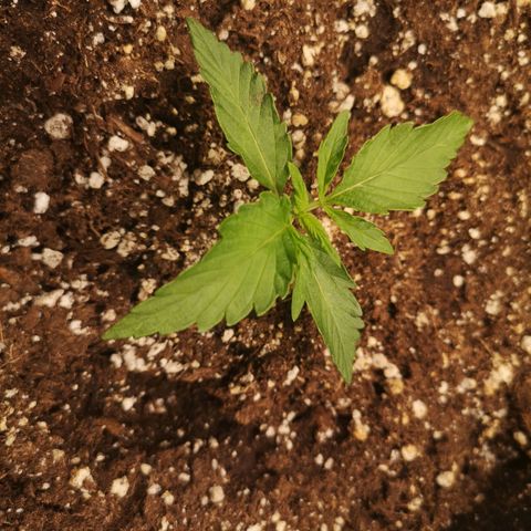 strawberry stomper growlog timeline photo